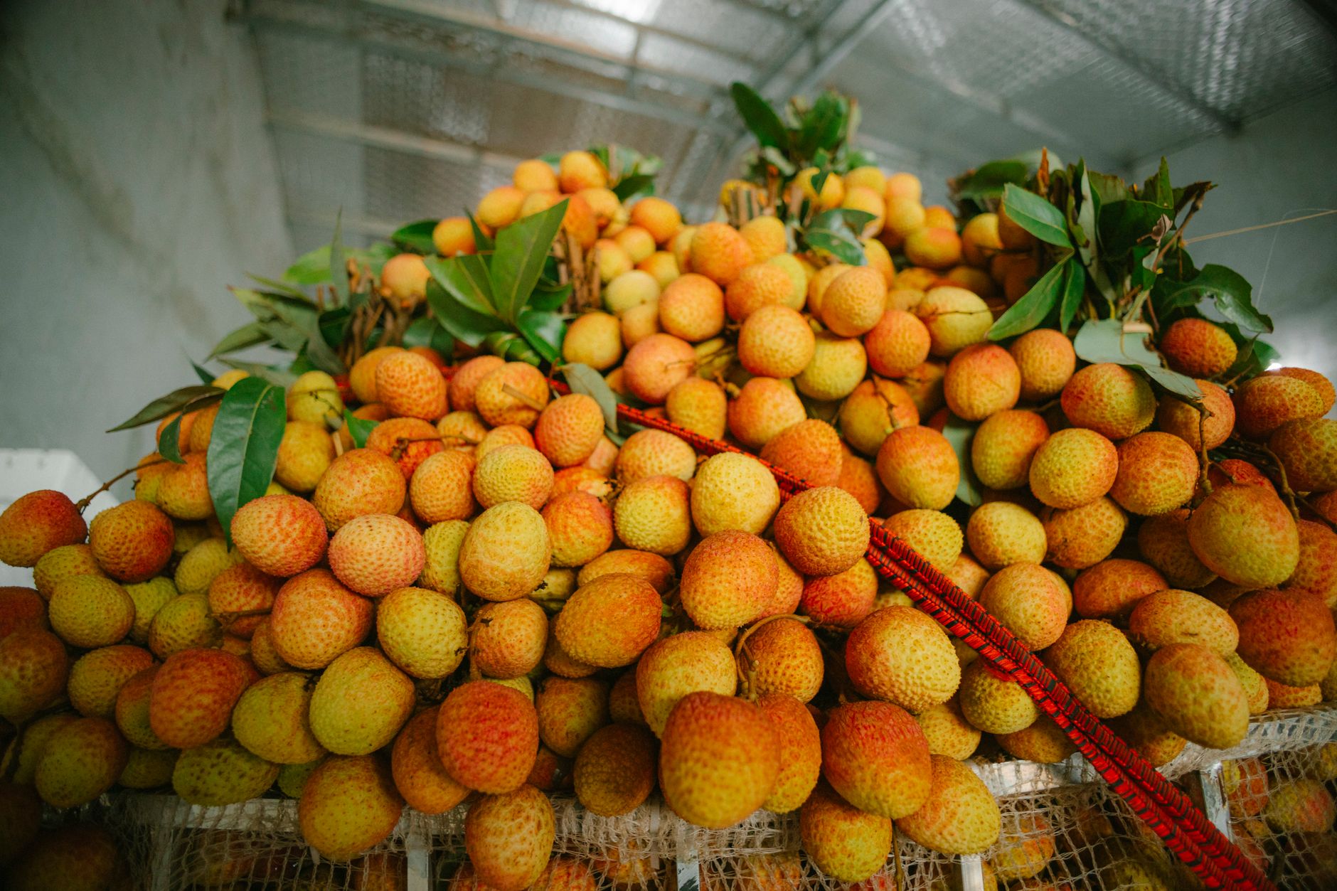 Lychee vs Rambutan: The Difference Between The Tropical Fruits