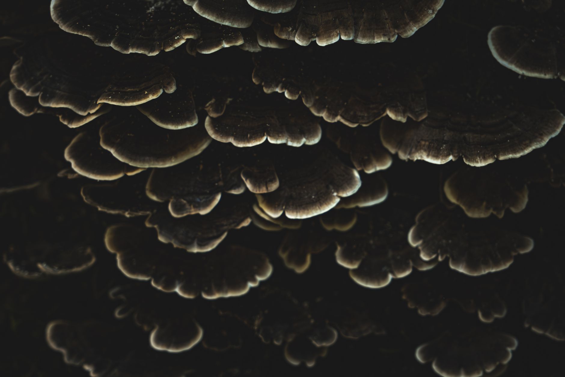 Mushrooms Gone Bad: How to Spot Spoiled Mushrooms Safely