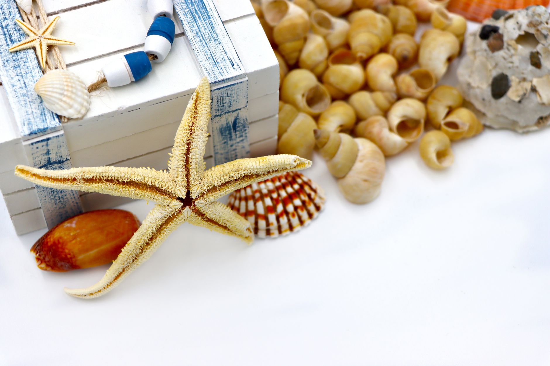 Oysters vs Clams: Which Shellfish Should You Choose?