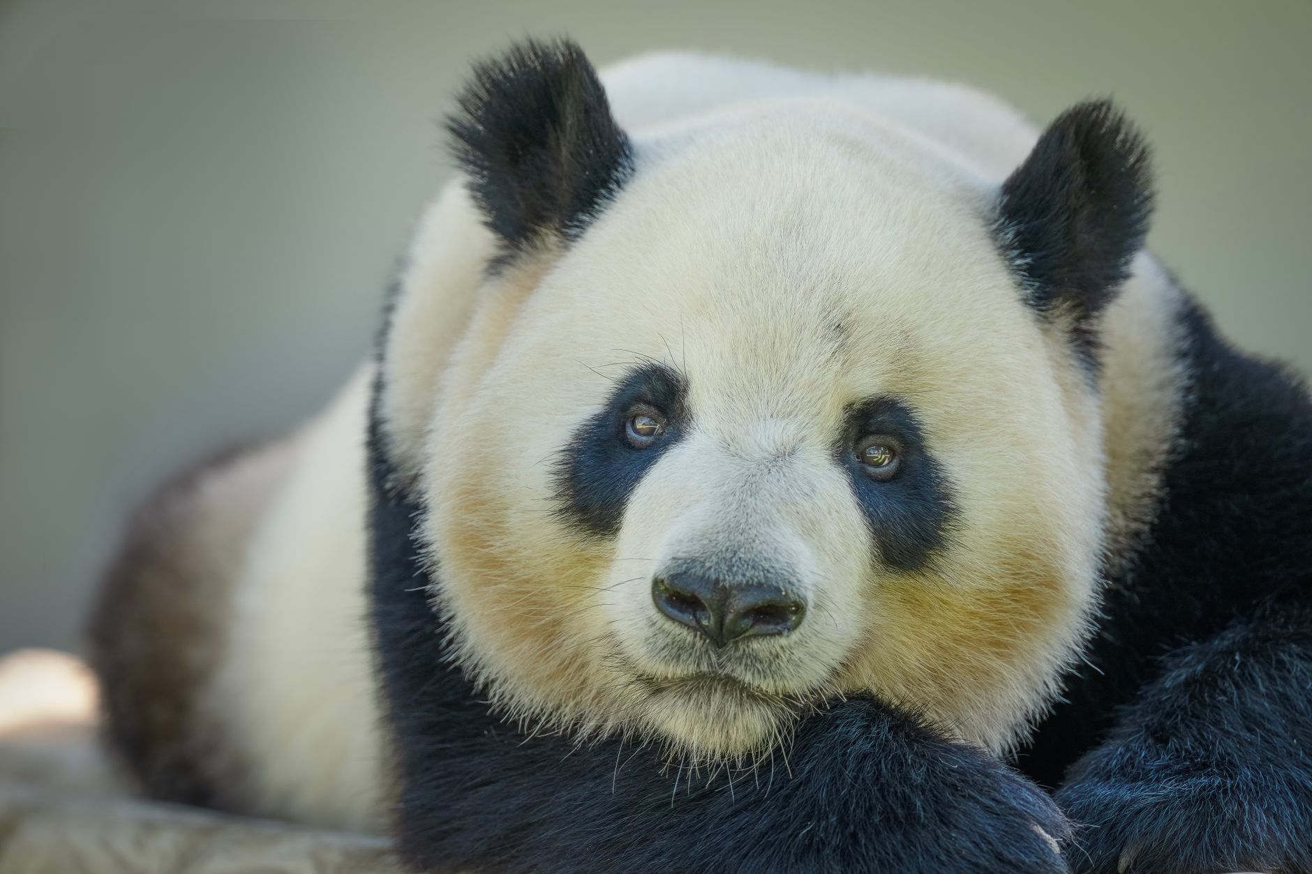 Panda Express Hacks to Get More Food for Less