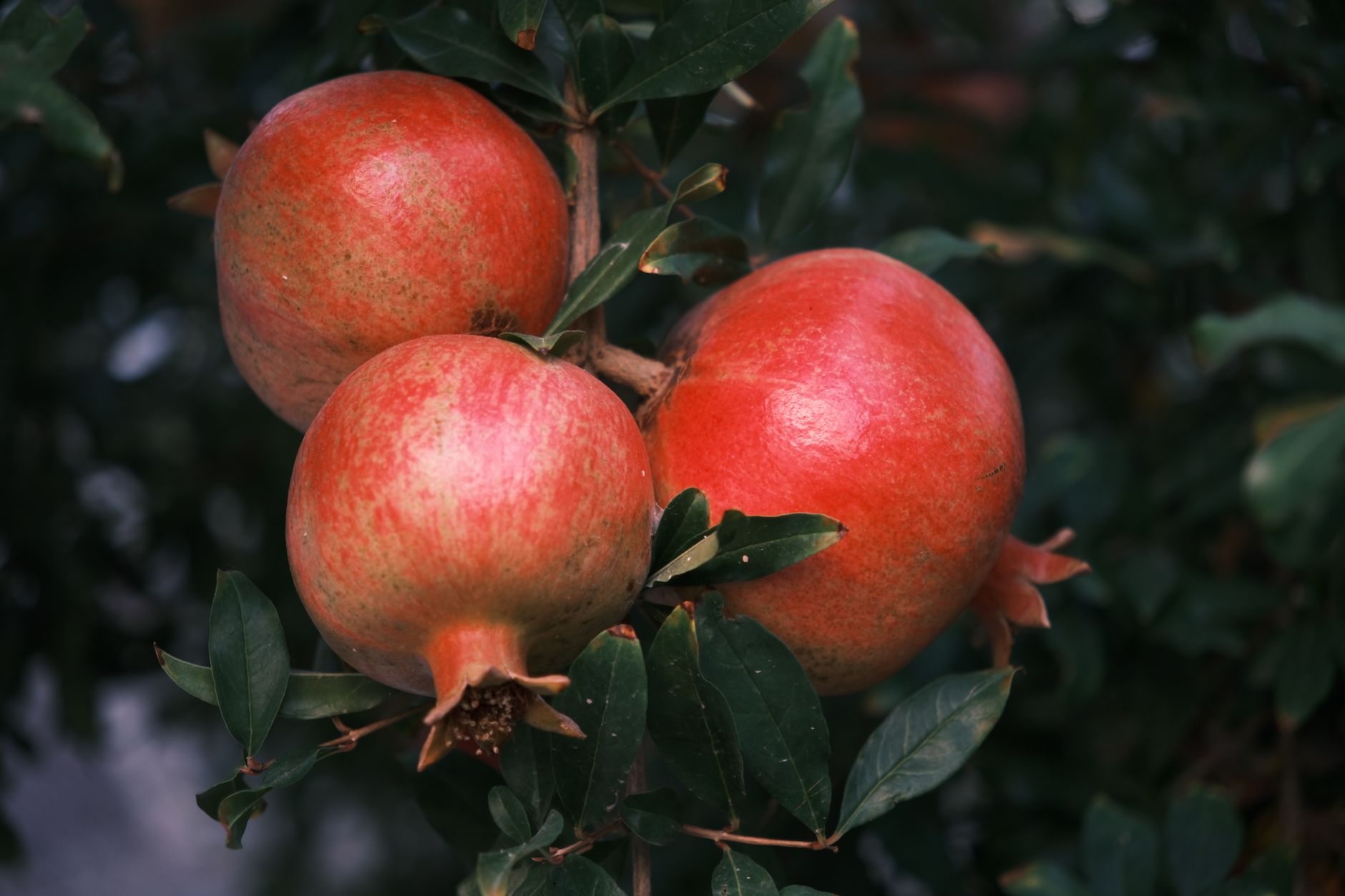 How to Know When Pomegranates Are Ripe for the Best Taste