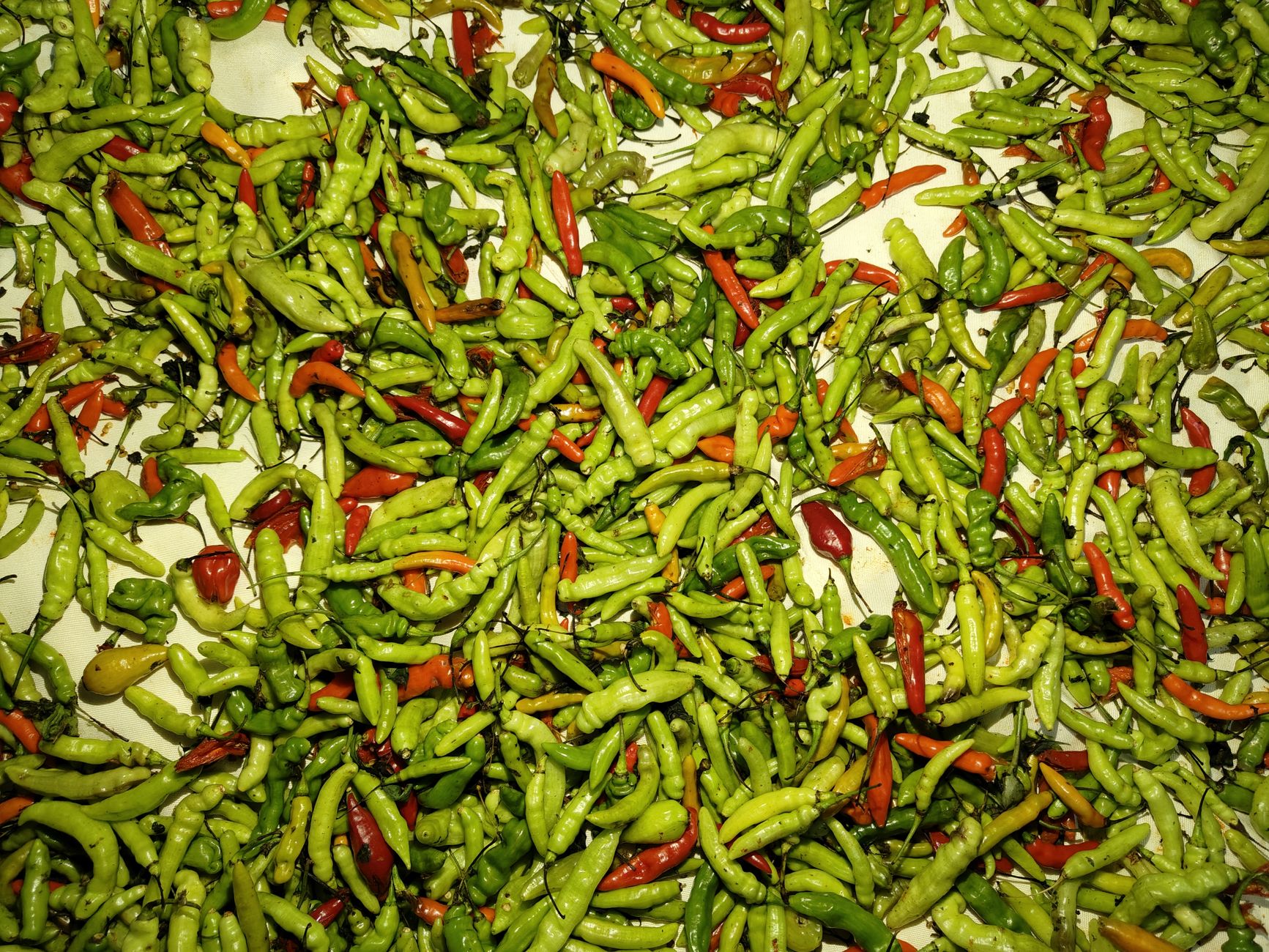 Salsa vs Picante Sauce: Understanding the Delicious Difference