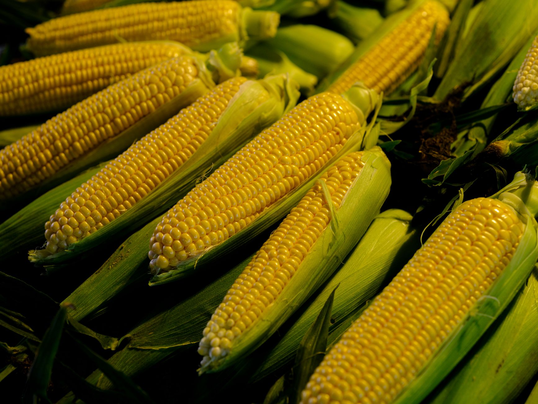 How To Shuck Corn Microwave: A Fast, Easy Method