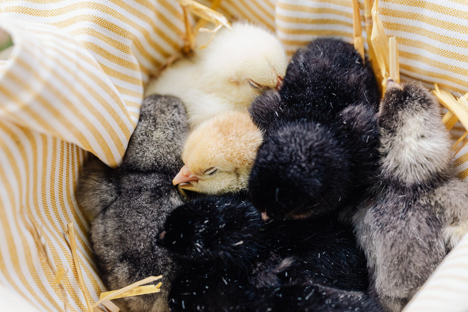 Why You Should Only Buy Small Chickens, According To Ina Garten