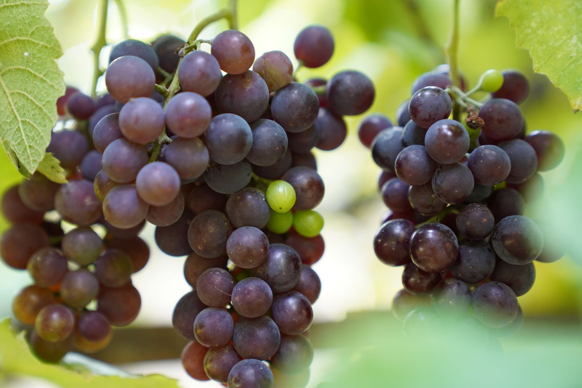 How To Store Grapes for Maximum Freshness and Longevity
