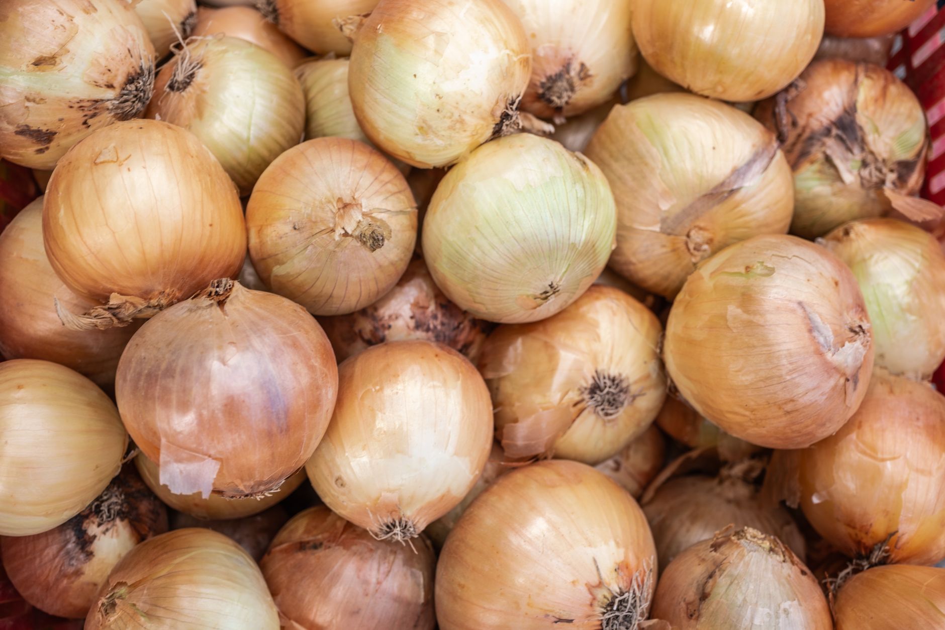 White vs Yellow Onions: Differences You Should Know
