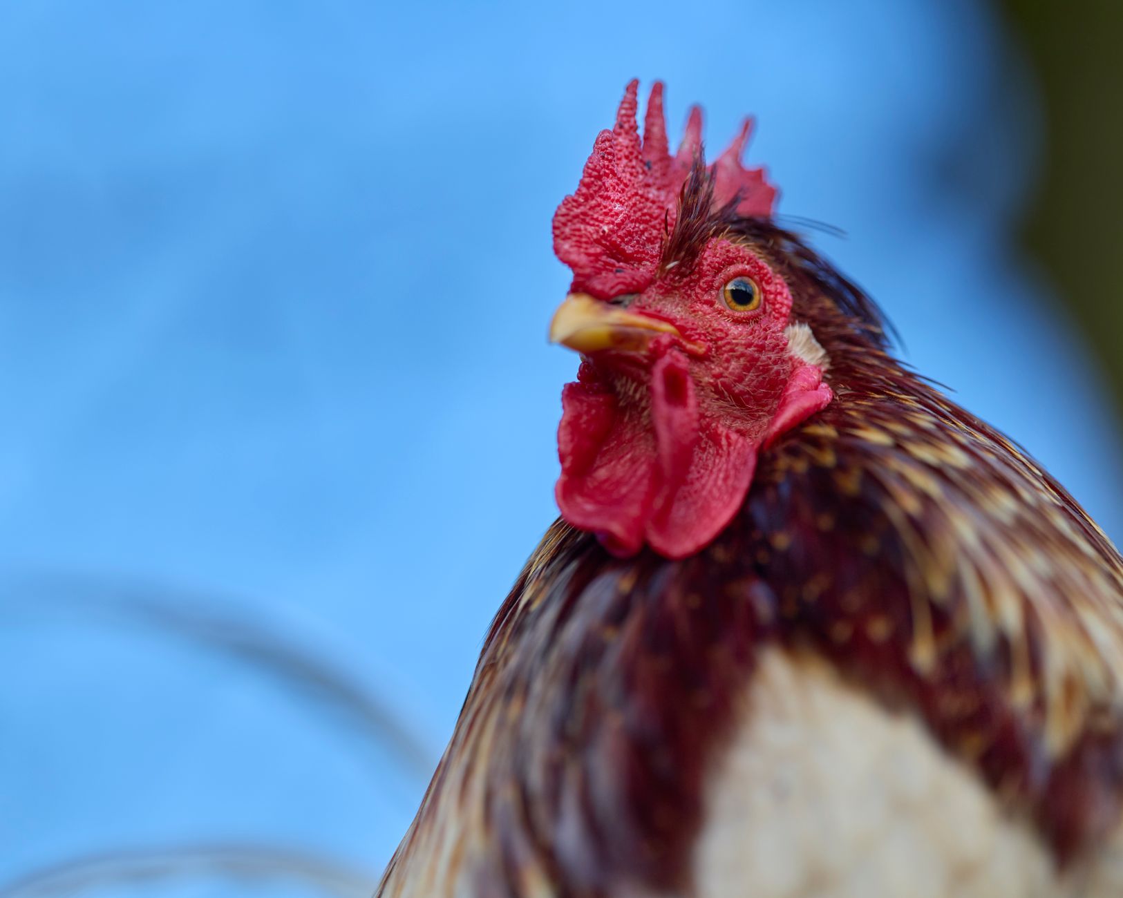 Yellow Chicken Safety: What You Need to Know Before Cooking