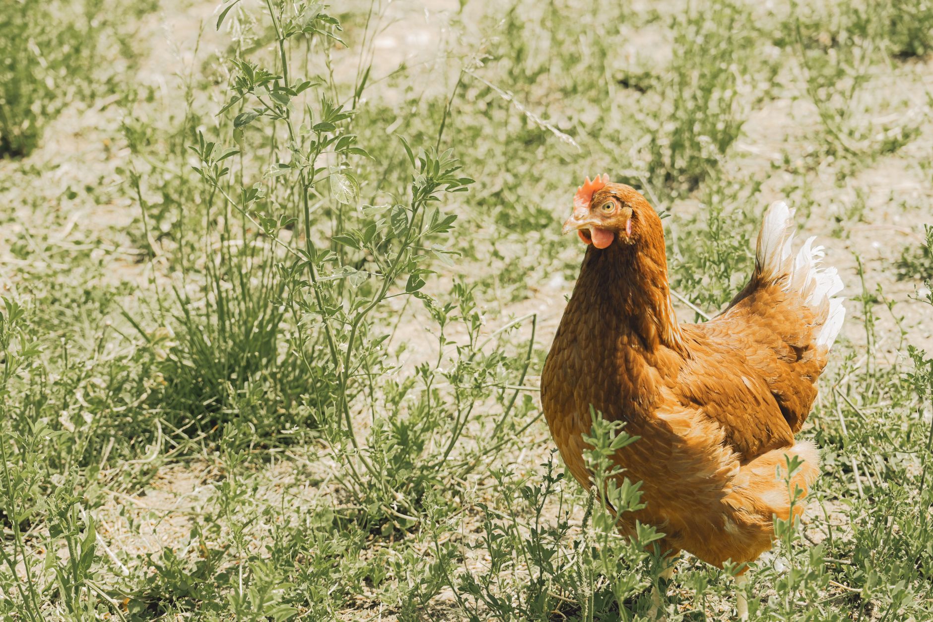 General Tso's Chicken: History, Recipe, and Halal Guide