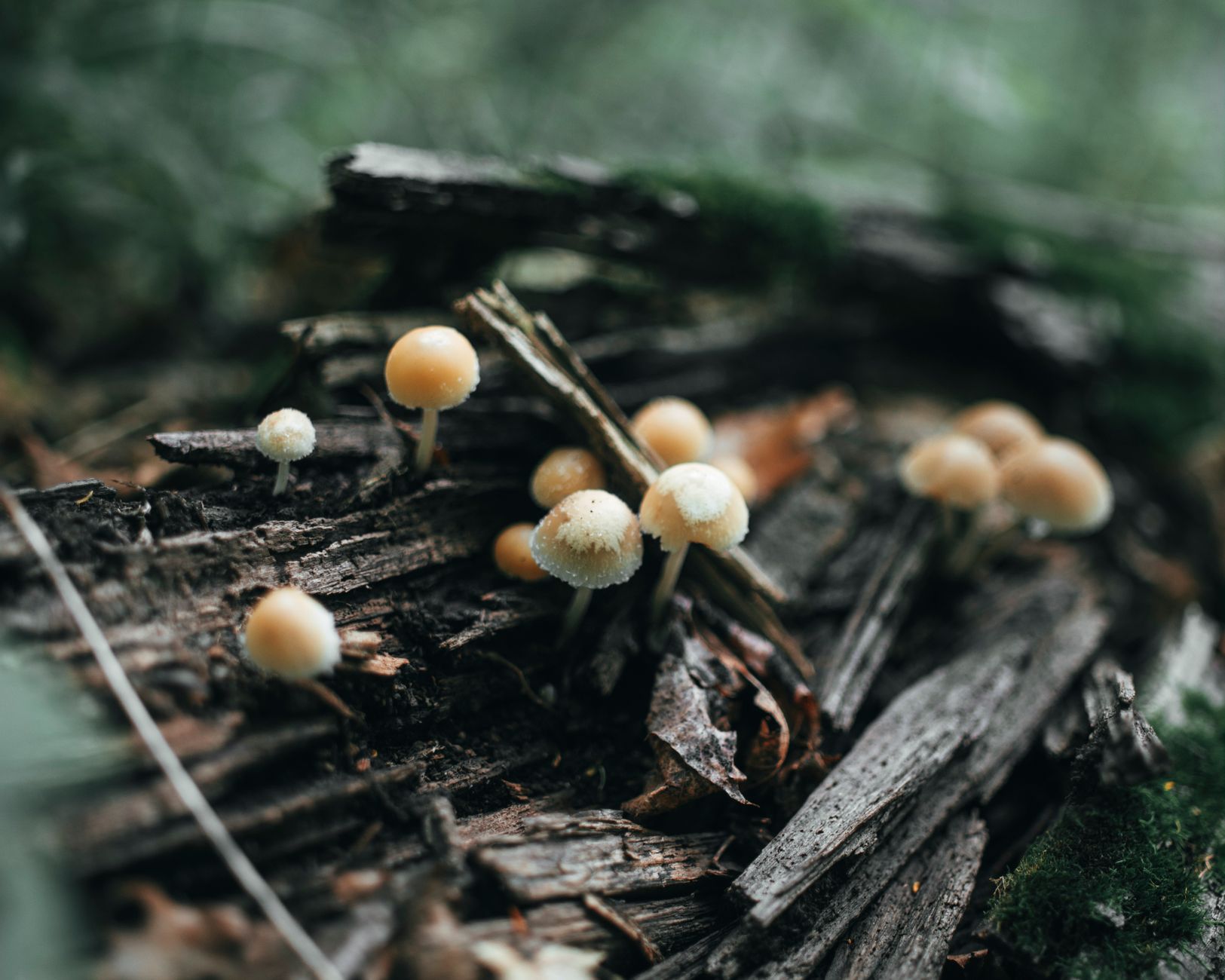 Mushroom Coffee Brands Ranked From Worst to Best