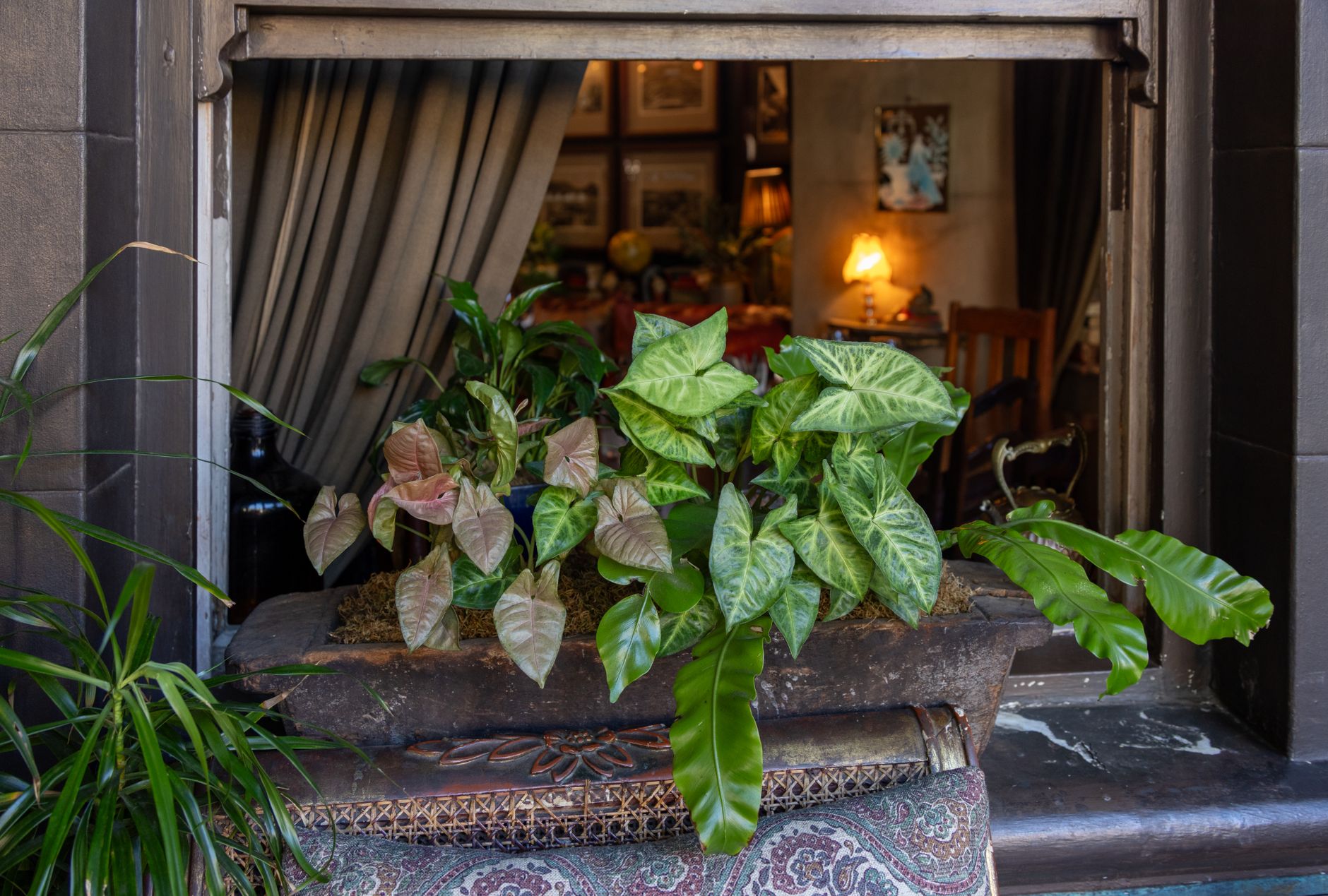 Vintage Plant Decor: Thrift Store Gems That Elevate Your Space
